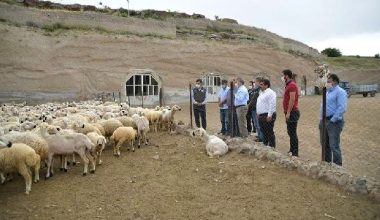 16 yıl önce 4 koyunla başladığı besicilikte şimdi 800 koyunu var