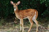 Uzmanlar uyardı: Bambi virüsü tehdidi ortaya çıktı